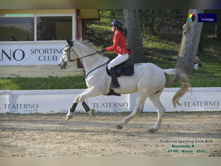 Zangersheider Wallach 15 Jahre 180 cm Schimmel in Porto Sant&#x2019; Elpidio