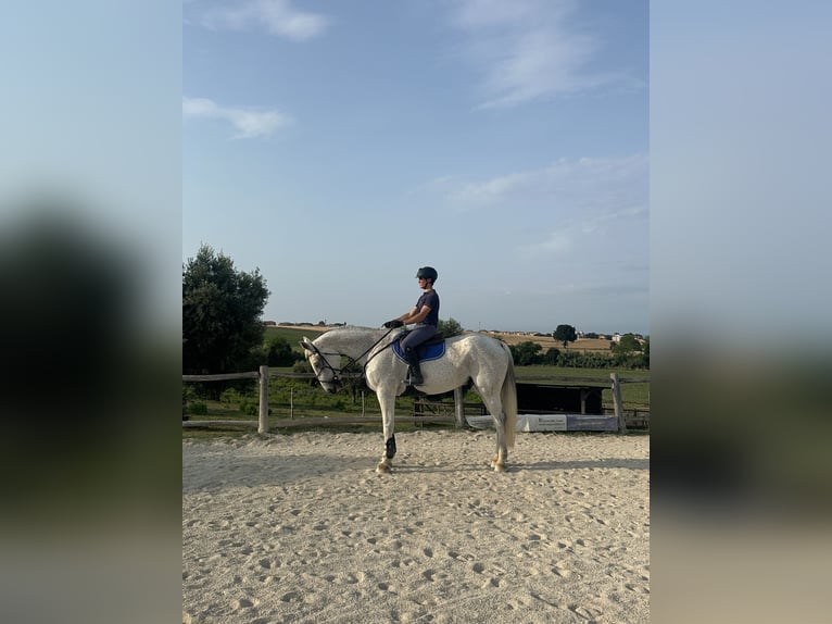 Zangersheider Wallach 15 Jahre 180 cm Schimmel in Porto Sant&#x2019; Elpidio