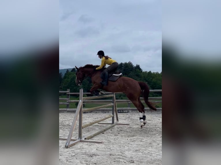 Zangersheider Wallach 16 Jahre 163 cm Dunkelfuchs in Novo mesto