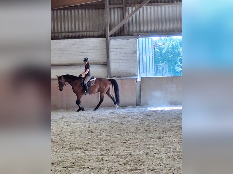 Zangersheider Wallach 16 Jahre 168 cm Dunkelbrauner in Wegberg