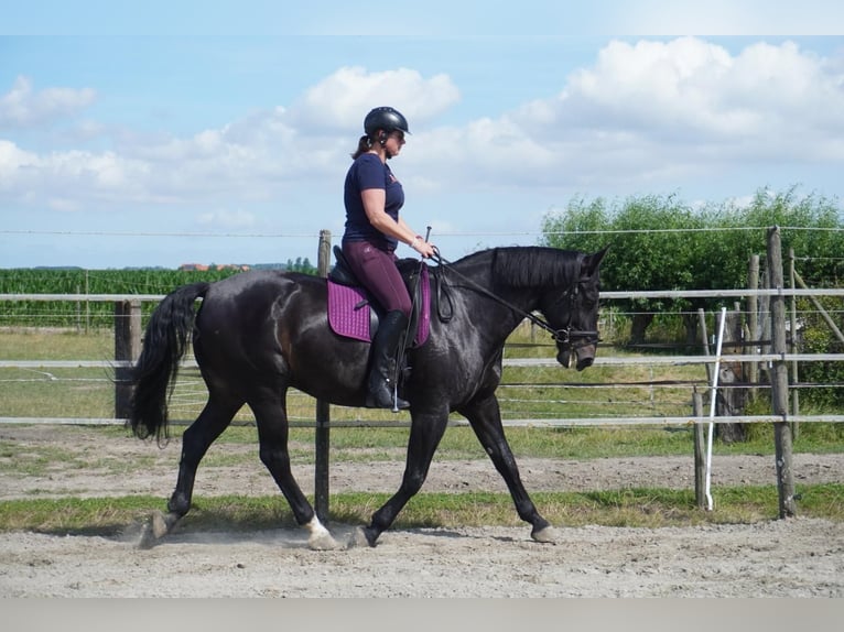 Zangersheider Wallach 16 Jahre 172 cm Rappe in Rijsbergen