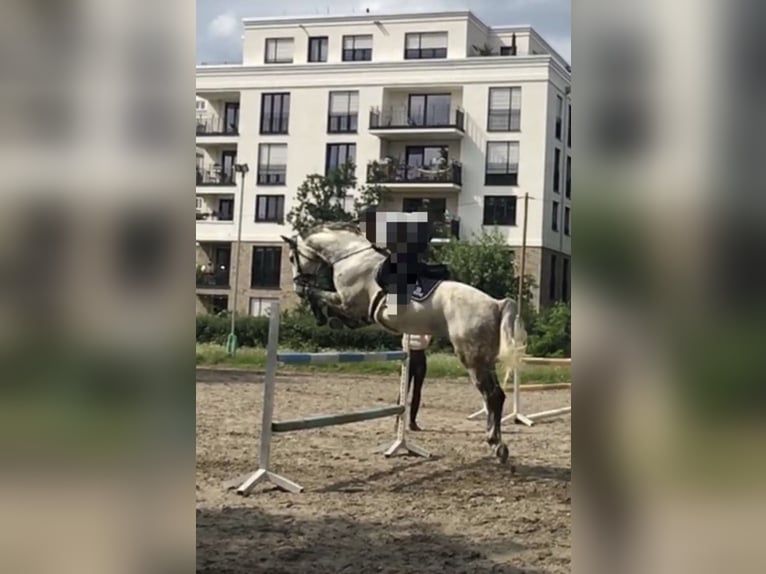 Zangersheider Wallach 16 Jahre 174 cm Apfelschimmel in Rodgau