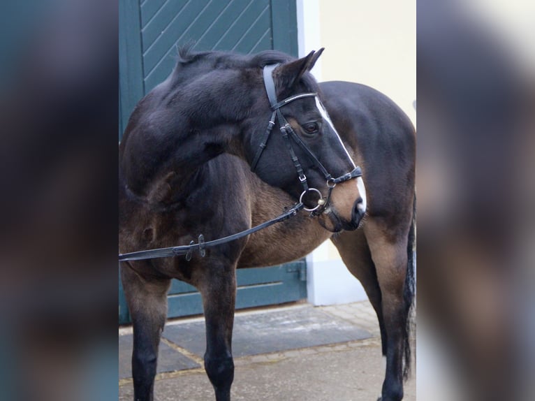 Zangersheider Wallach 17 Jahre 165 cm Dunkelbrauner in Kaltenleutgeben