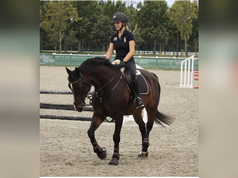 Zangersheider Wallach 17 Jahre 165 cm Dunkelbrauner in Kaltenleutgeben