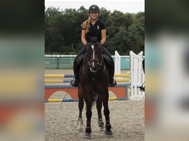 Zangersheider Wallach 17 Jahre 165 cm Dunkelbrauner in Kaltenleutgeben