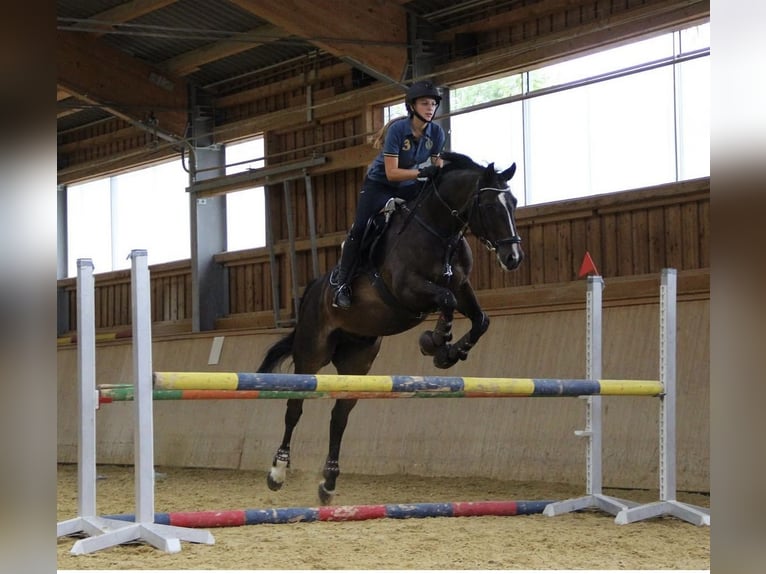 Zangersheider Wallach 17 Jahre 165 cm Dunkelbrauner in Kaltenleutgeben