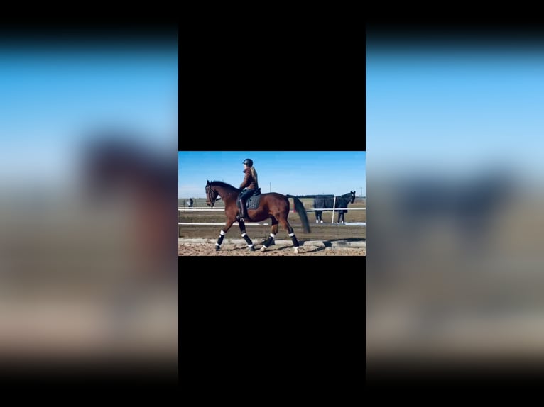 Zangersheider Wallach 19 Jahre 164 cm Brauner in Memmingen