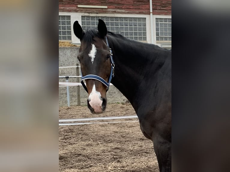 Zangersheider Wallach 19 Jahre 170 cm Dunkelbrauner in Ebersbach an der Fils