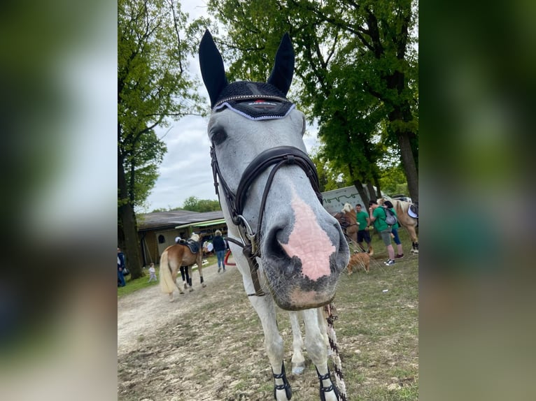 Zangersheider Wallach 19 Jahre 183 cm Schimmel in Weistrach