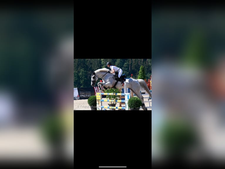 Zangersheider Wallach 19 Jahre 183 cm Schimmel in Weistrach
