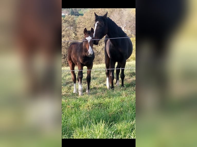 Zangersheider Wallach 1 Jahr 170 cm Brauner in Reichelsheim/Rohrbach