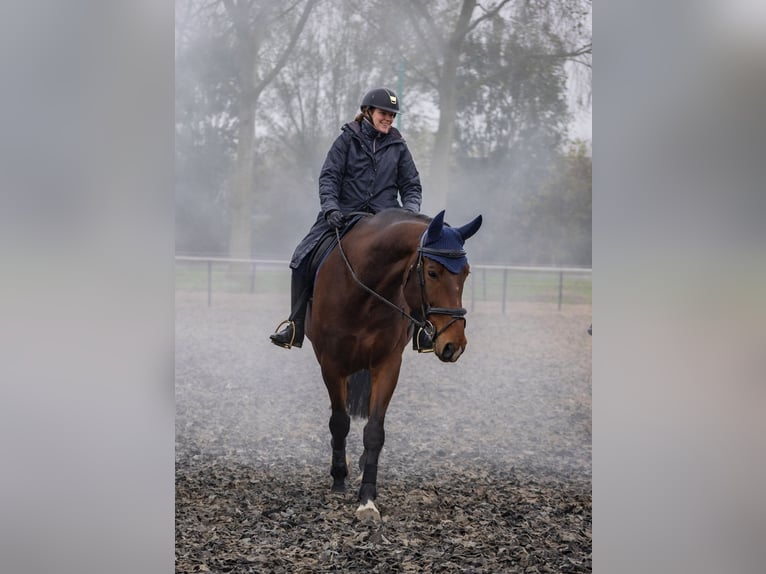 Zangersheider Wallach 1 Jahr 175 cm Brauner in Hellevoetsluis