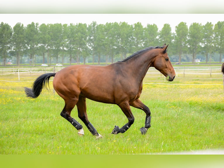 Zangersheider Wallach 1 Jahr 175 cm Brauner in Hellevoetsluis
