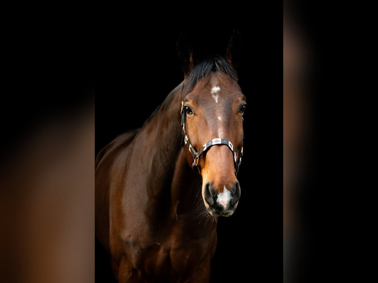 Zangersheider Wallach 1 Jahr 175 cm Brauner in Hellevoetsluis