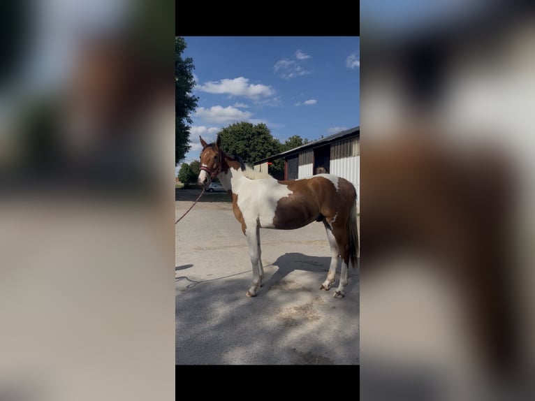 Zangersheider Wallach 2 Jahre 156 cm Tobiano-alle-Farben in Lille