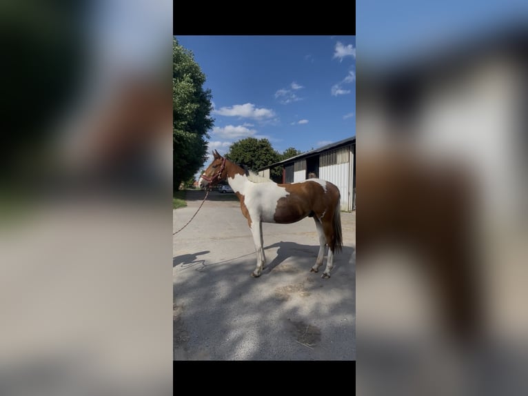 Zangersheider Wallach 2 Jahre 156 cm Tobiano-alle-Farben in Lille