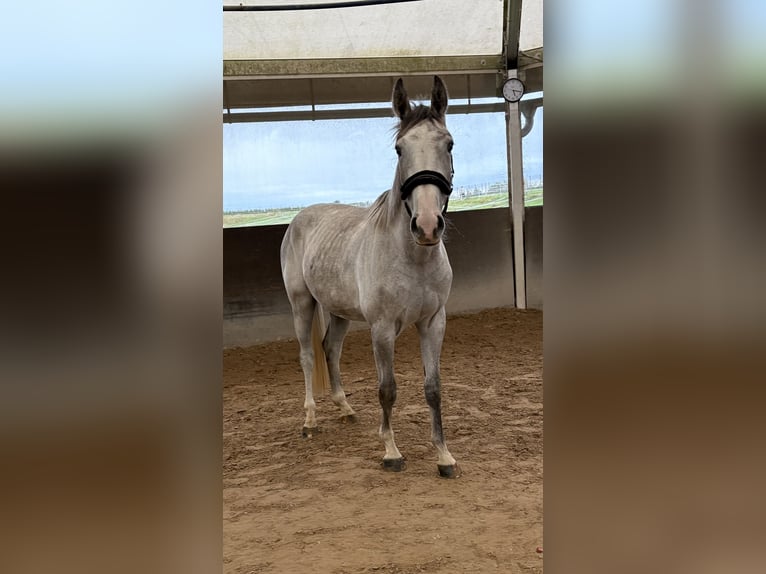 Zangersheider Wallach 2 Jahre 162 cm Apfelschimmel in Niederkassel