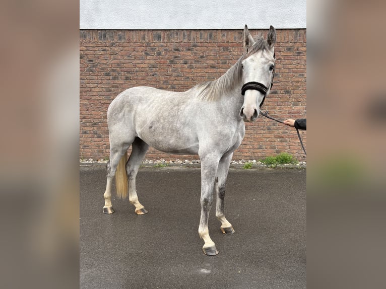 Zangersheider Wallach 2 Jahre 162 cm Apfelschimmel in Niederkassel