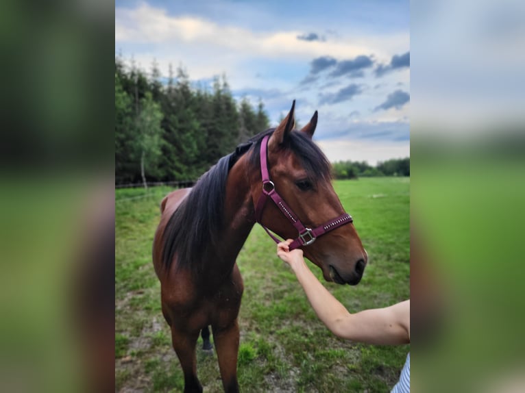 Zangersheider Wallach 2 Jahre 163 cm Rotbrauner in Kuryłówka