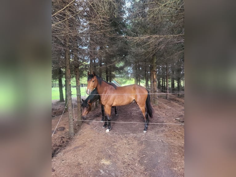 Zangersheider Wallach 2 Jahre 163 cm Rotbrauner in Kuryłówka