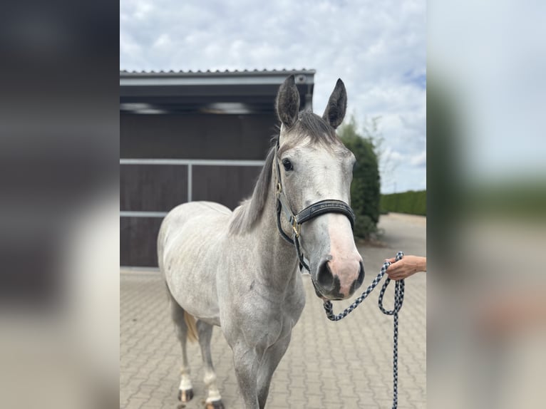 Zangersheider Wallach 2 Jahre 165 cm in Krefeld