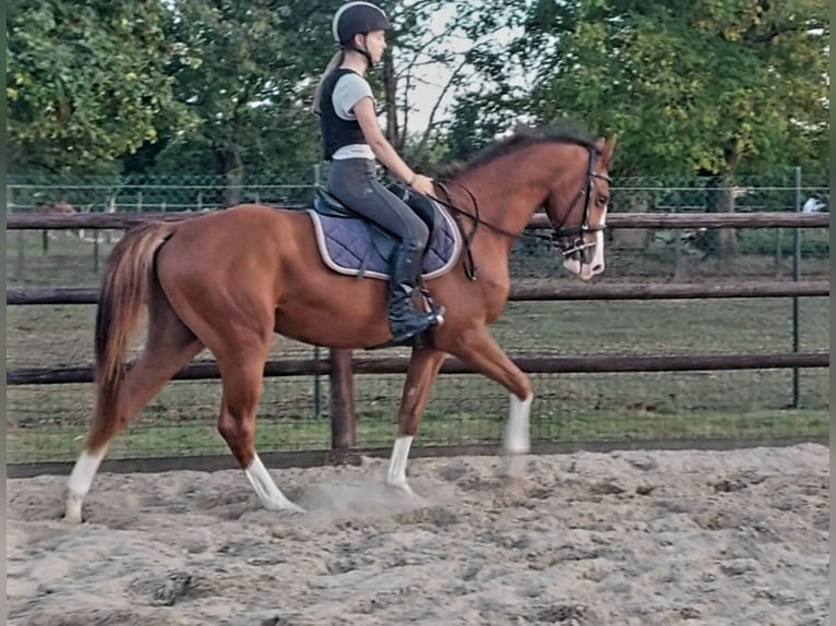 Zangersheider Wallach 3 Jahre 153 cm Fuchs in Alken