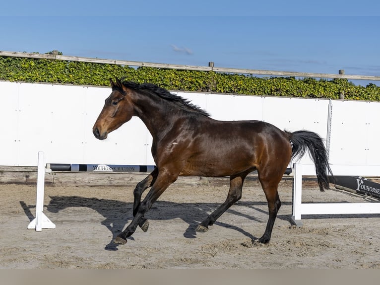 Zangersheider Wallach 3 Jahre 158 cm Brauner in Waddinxveen