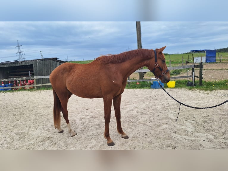 Zangersheider Wallach 3 Jahre 160 cm Fuchs in Wipperfürth