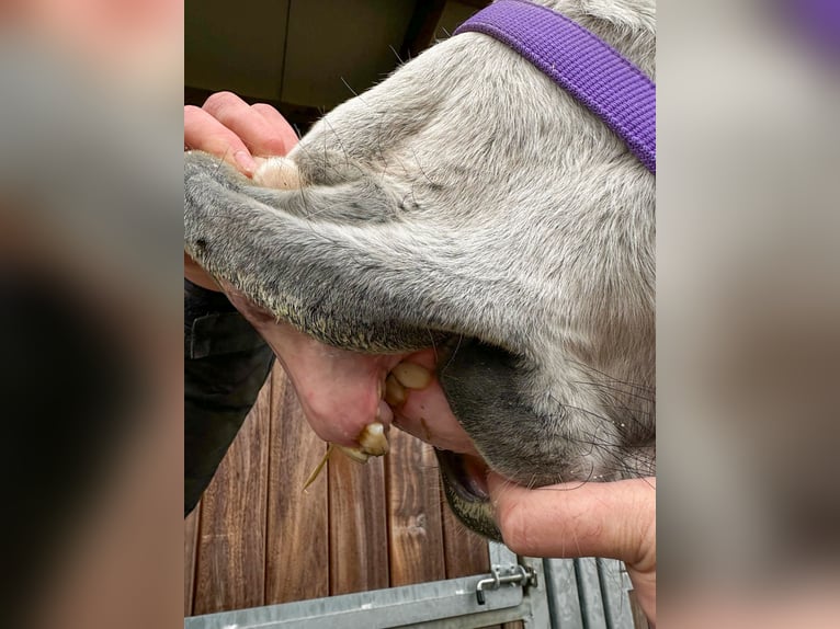 Zangersheider Wallach 3 Jahre 160 cm Schimmel in GROTE-BROGEL