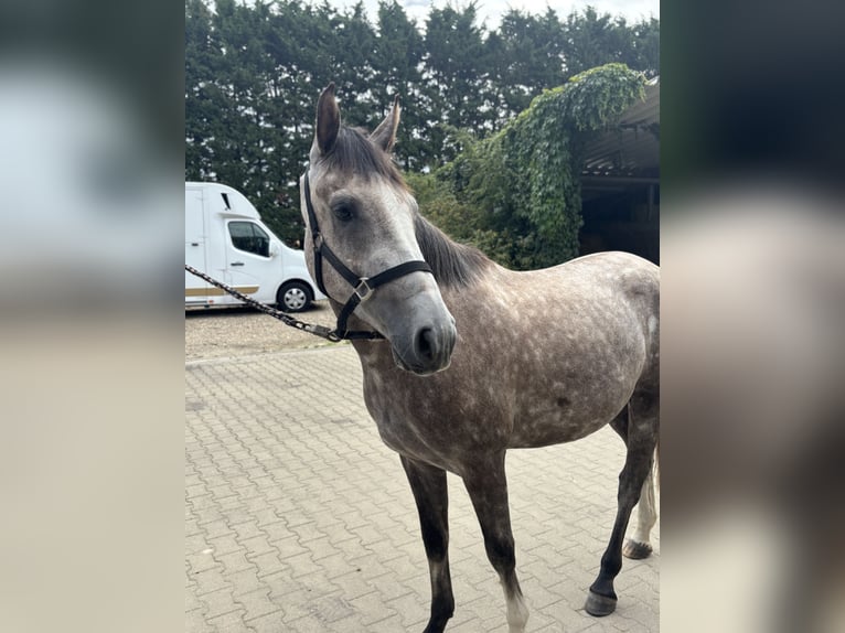 Zangersheider Wallach 3 Jahre 160 cm Schimmel in Krefeld