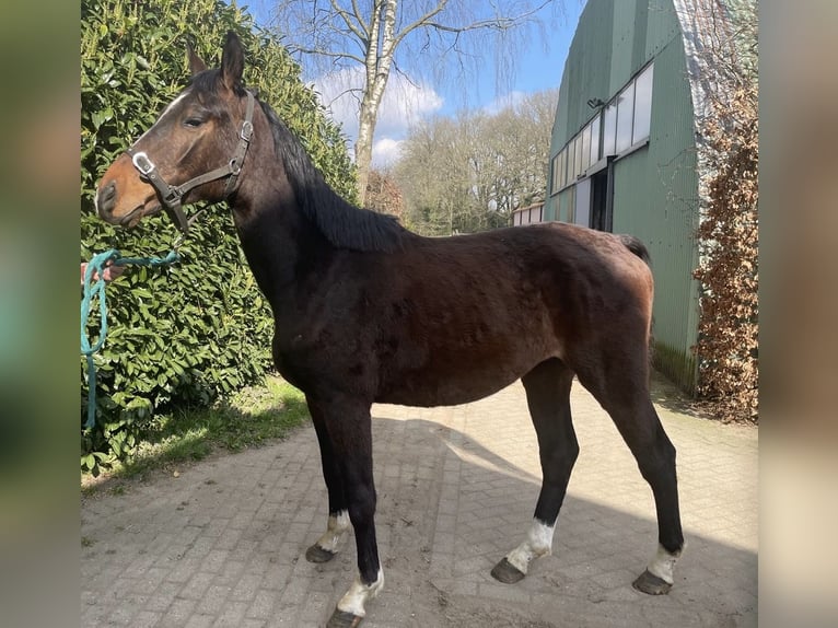 Zangersheider Wallach 3 Jahre 162 cm Dunkelbrauner in Houthalen