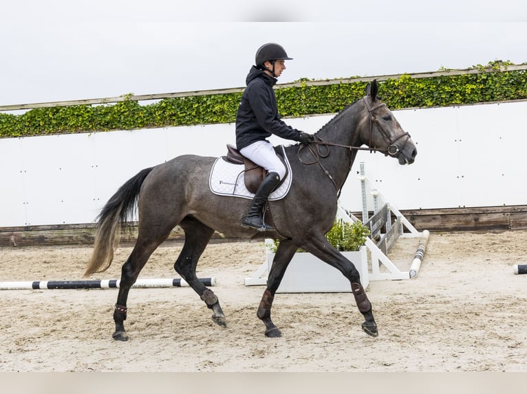 Zangersheider Wallach 3 Jahre 162 cm Schimmel in Waddinxveen