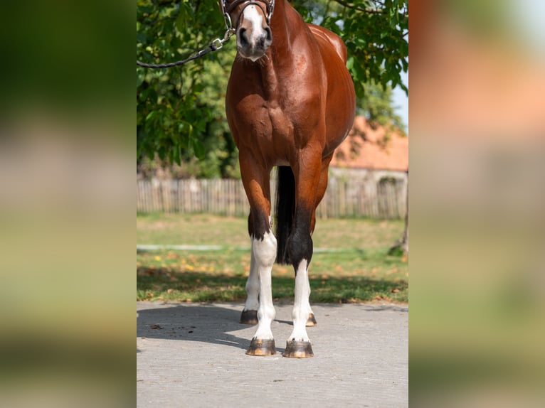 Zangersheider Wallach 3 Jahre 163 cm Brauner in GROTE-BROGEL