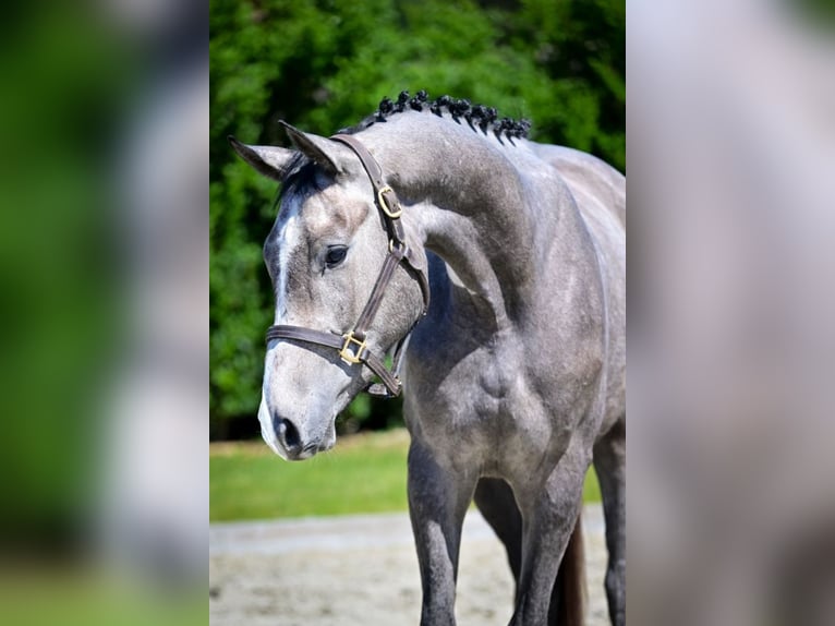 Zangersheider Wallach 3 Jahre 163 cm Rotschimmel in Ebreichsdorf