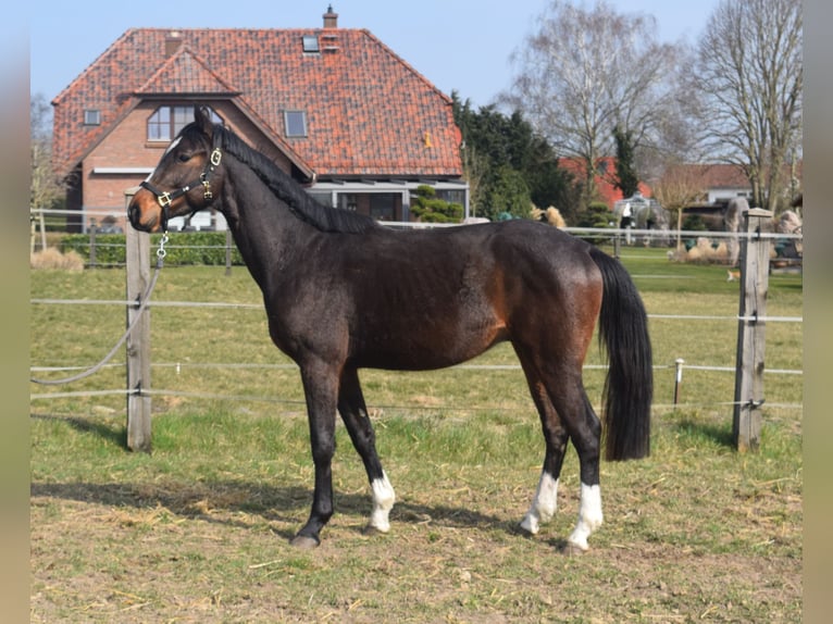 Zangersheider Wallach 3 Jahre 164 cm Dunkelbrauner in Satow