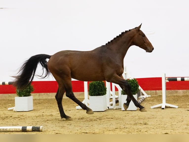 Zangersheider Wallach 3 Jahre 166 cm Brauner in Waddinxveen