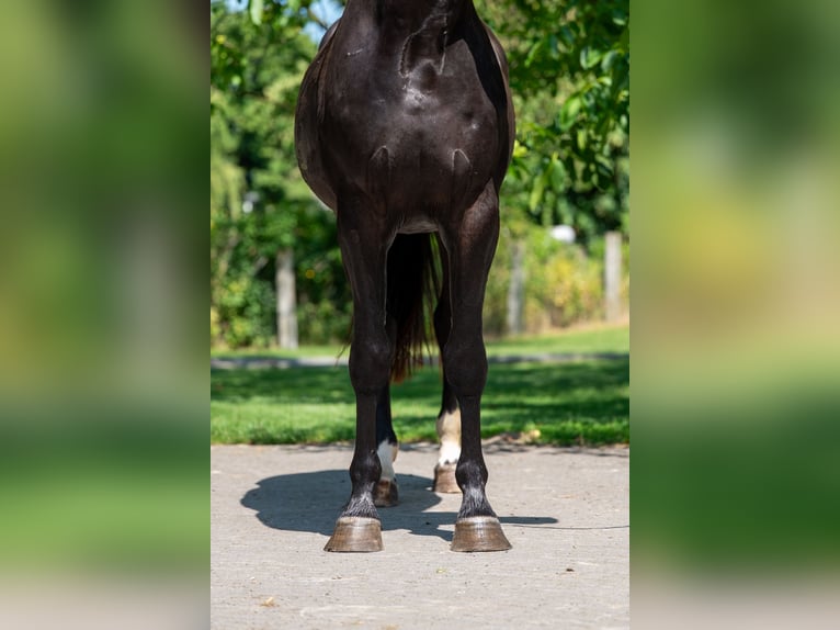 Zangersheider Wallach 3 Jahre 166 cm in GROTE-BROGEL