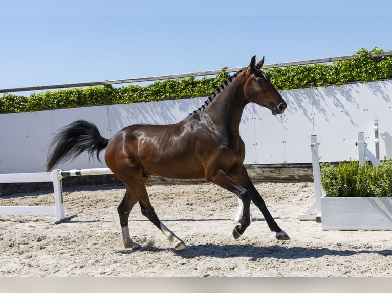 Zangersheider Wallach 3 Jahre 166 cm in Waddinxveen