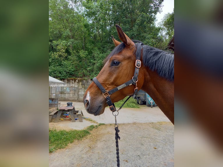Zangersheider Wallach 3 Jahre 167 cm Brauner in Würzburg
