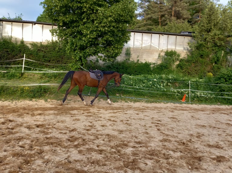 Zangersheider Wallach 3 Jahre 167 cm Brauner in Würzburg