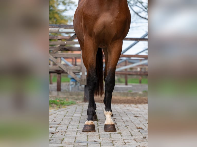 Zangersheider Wallach 3 Jahre 167 cm Brauner in Kaulille