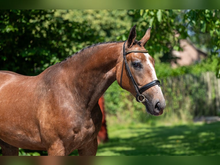 Zangersheider Wallach 3 Jahre 167 cm Schimmel in GROTE-BROGEL