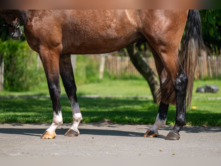 Zangersheider Wallach 3 Jahre 167 cm Schimmel in GROTE-BROGEL