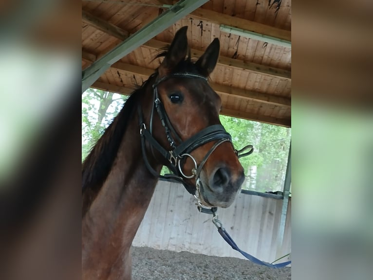 Zangersheider Wallach 3 Jahre 168 cm Brauner in &#xD6;tigheim