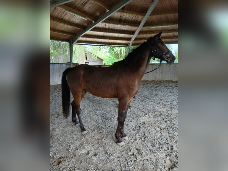 Zangersheider Wallach 3 Jahre 168 cm Brauner in &#xD6;tigheim