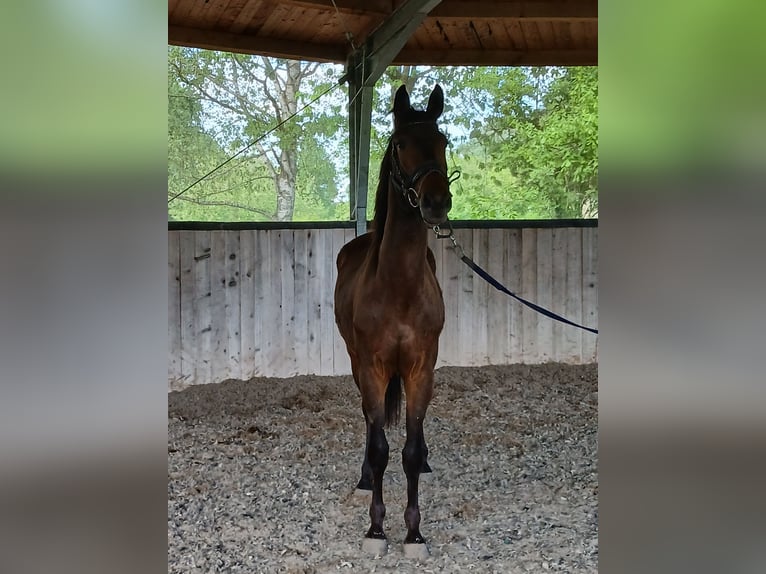 Zangersheider Wallach 3 Jahre 168 cm Brauner in &#xD6;tigheim