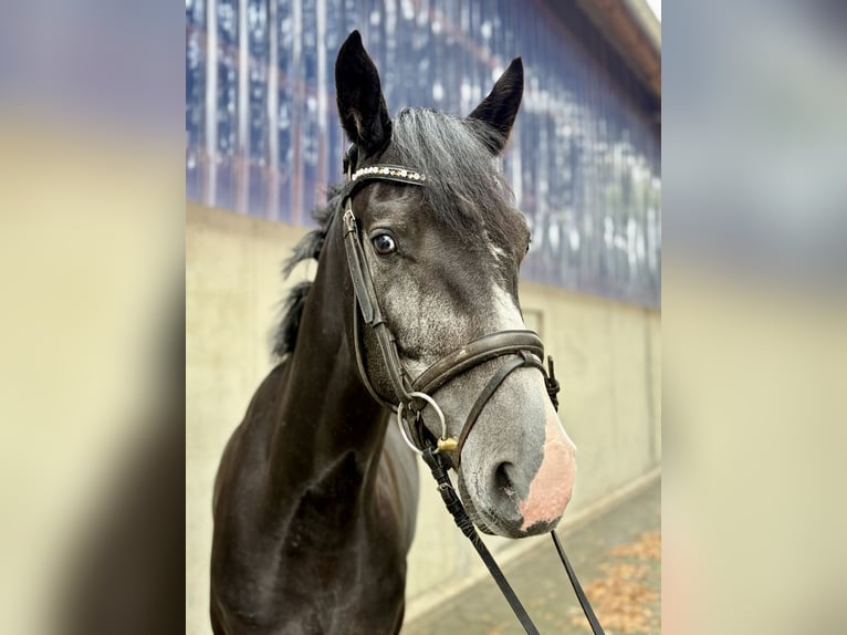 Zangersheider Wallach 3 Jahre 168 cm Schimmel in Harsewinkel