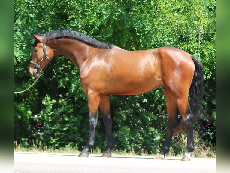 Zangersheider Wallach 3 Jahre 169 cm Brauner in B&#xE9;k&#xE9;scsaba