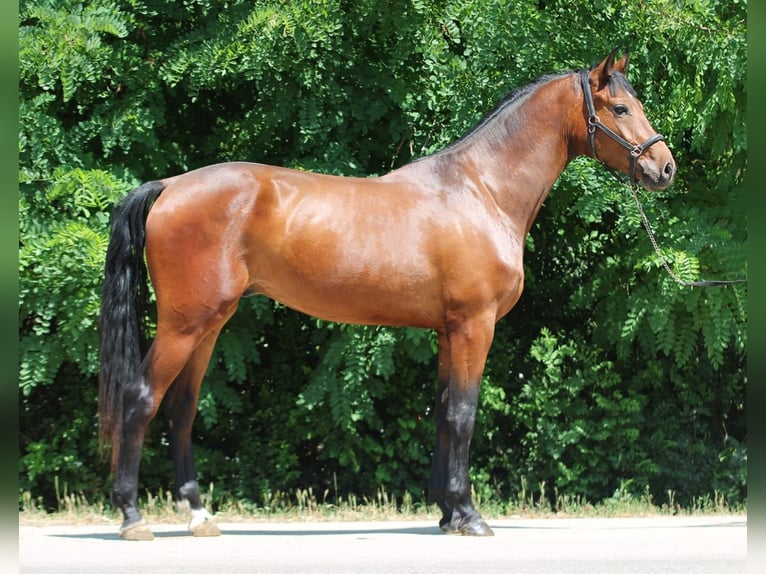 Zangersheider Wallach 3 Jahre 169 cm Brauner in B&#xE9;k&#xE9;scsaba