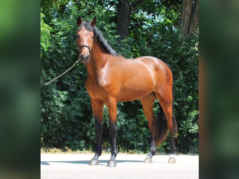 Zangersheider Wallach 3 Jahre 169 cm Brauner in B&#xE9;k&#xE9;scsaba